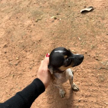 Cão ativo Dogwalker - Sintra - Hospedaje de perros
