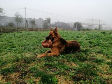 Armando Teixeira - Sintra - Treino de Cães