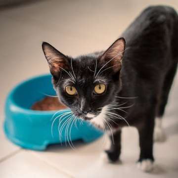 João Antunes - creativepets.pt - Aveiro - Baths and Grooming for Animals