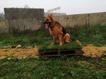 Armando Teixeira - Sintra - Treino de Animais