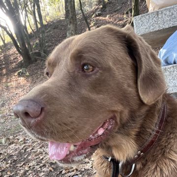 Ana - Valongo - Cuidar tus mascotas