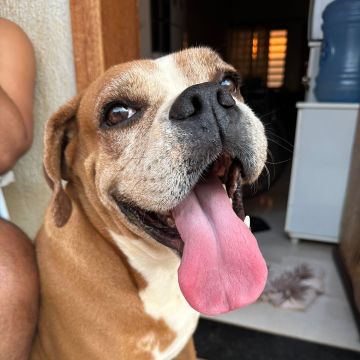 Cão ativo Dogwalker - Sintra - Guardería para perros