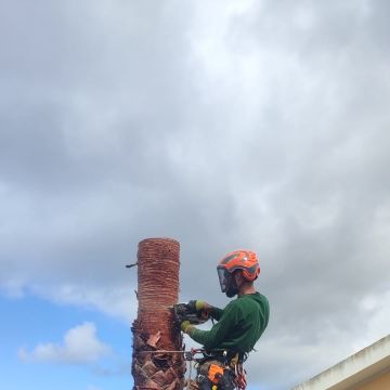 Luís Emanuel Vieira unipessoal Lda - Alcobaça - Tree Stump Grinding and Removal