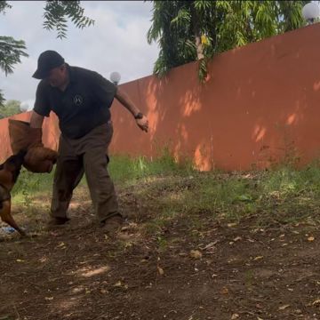 Couto - Marco de Canaveses - Dog Sitting