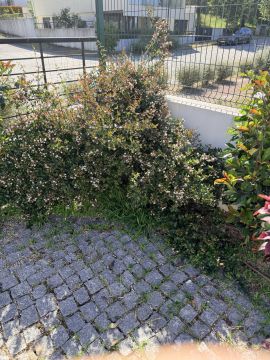 Jardinagem e Relvados - Casa