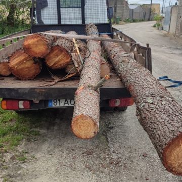 Luís Emanuel Vieira unipessoal Lda - Alcobaça - Tree Trimming and Maintenance