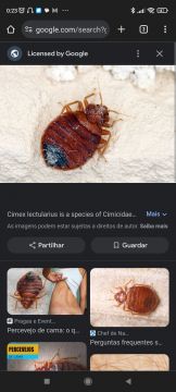 Bed Bug Exterminator