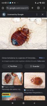 Exterminador de Percevejos