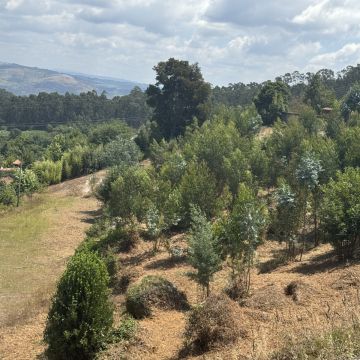 J&B serviços - Barcelos - Poda y mantenimiento de árboles