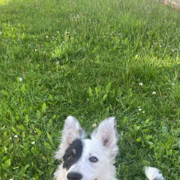Cão ativo Dogwalker - Sintra - Cuidar tus gatos