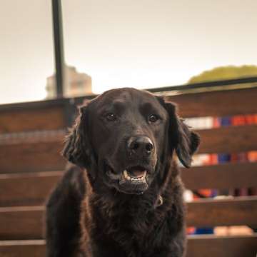 João Antunes - creativepets.pt - Aveiro - Dog Walking