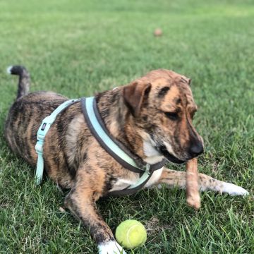 Mafalda mestre - Setúbal - Pet Sitting