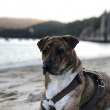 Mafalda mestre - Setúbal - Dog Walking