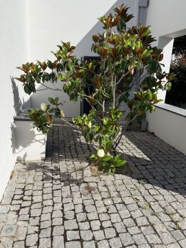 Jardinagem e Relvados - Casa