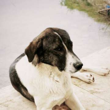 João Antunes - creativepets.pt - Aveiro - Dog Hotel