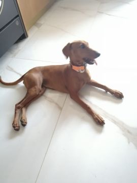 Hotel para Cães