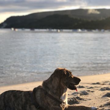 Mafalda mestre - Setúbal - Pet Sitting e Pet Walking