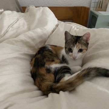 Mafalda mestre - Setúbal - Cat Sitting