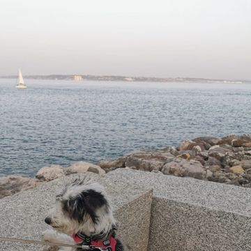 Beatriz Pereira - Lisboa - Bains et toilettage pour animaux
