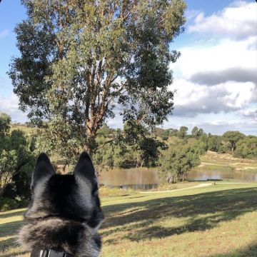 Ana - Valongo - Cuidado y peluquería para mascotas