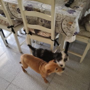 Beatriz Pereira - Lisboa - Garde de chiens
