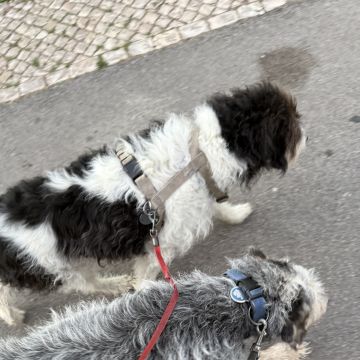 Beatriz Pereira - Lisboa - Promenade de chiens