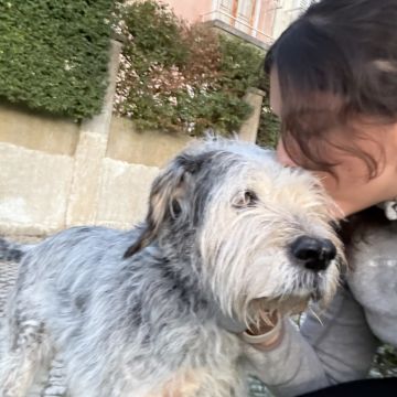 Beatriz Pereira - Lisboa - Garde de chiens
