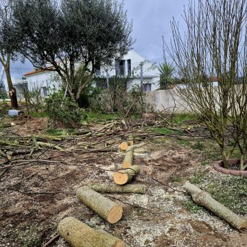 JardimTel - Coruche - Poda y mantenimiento de árboles