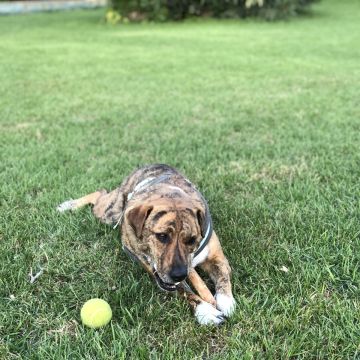 Mafalda mestre - Setúbal - Dog Sitting