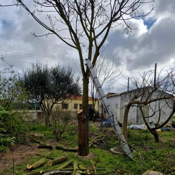 JardimTel - Coruche - Trituración y eliminación de tocones