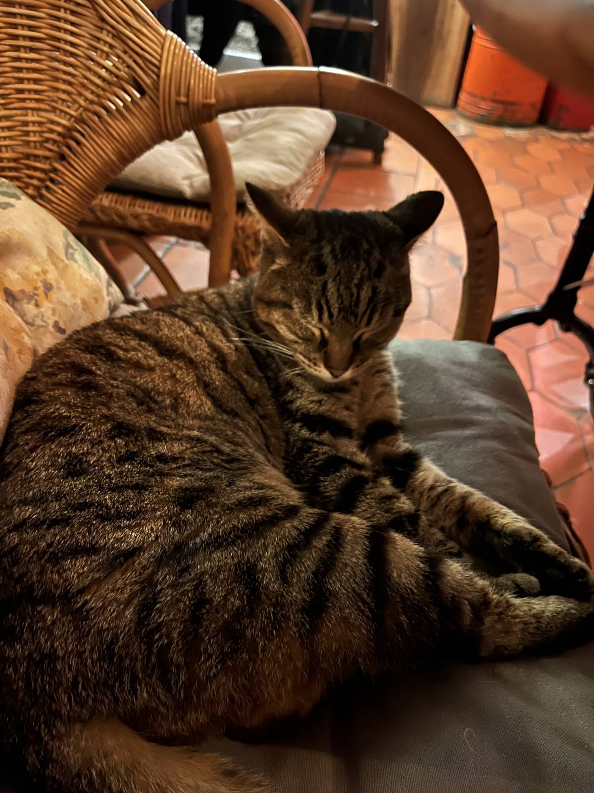 Pet Sitting Lisboa/Cascais - Lisboa - Paseador de perros