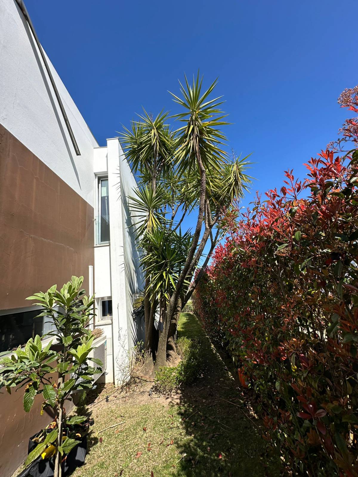 HUGO & RAMOS ARBORISTA - Leiria - Limpa-neves (Residencial)