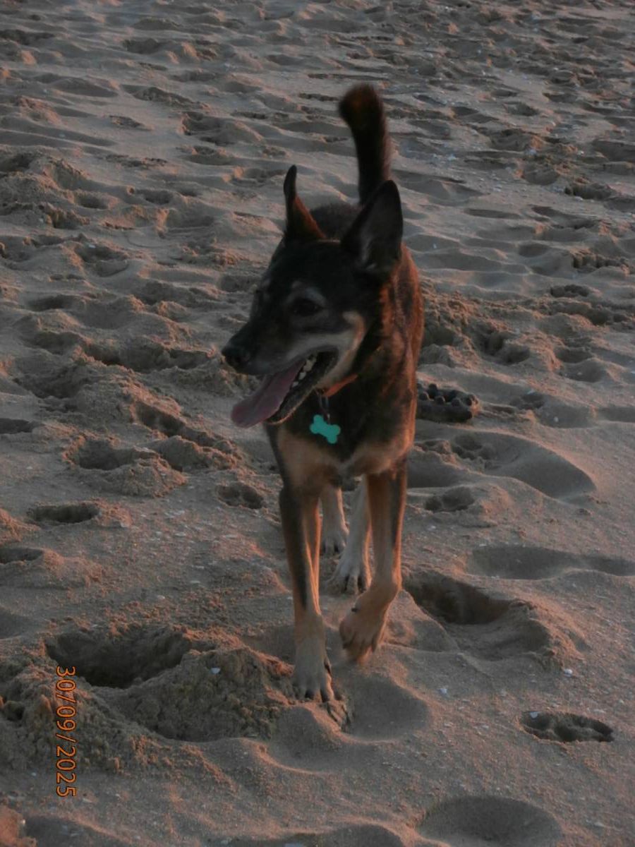Joana Leão - Lagos - Promenade de chiens