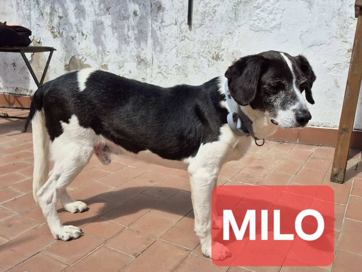 Gonçalo Amorim - Vila Nova da Barquinha - Pet Sitting