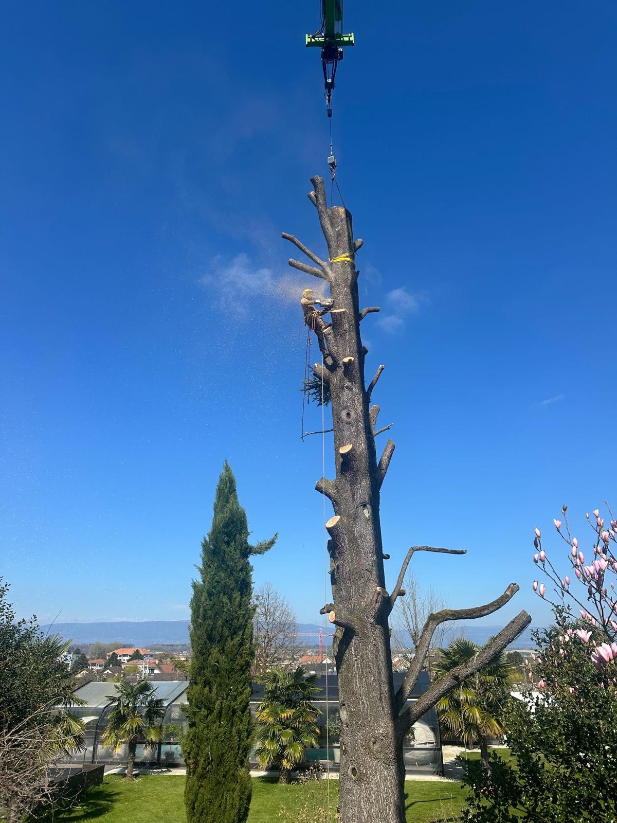 HUGO & RAMOS ARBORISTA - Leiria - Nivelação de Terreno - Grande Dimensão (mais de 1 hectar)