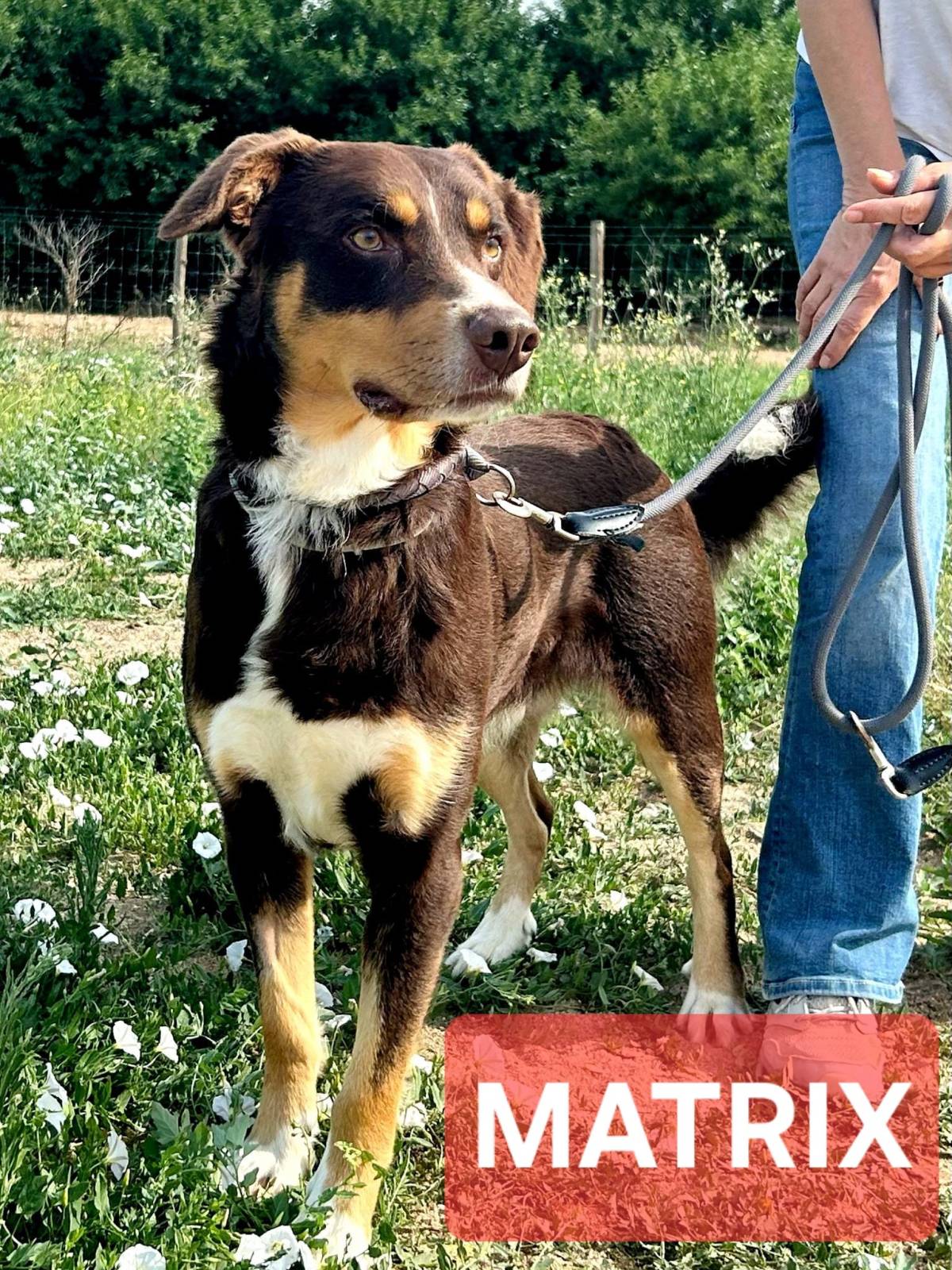 Gonçalo Amorim - Vila Nova da Barquinha - Hundetraining