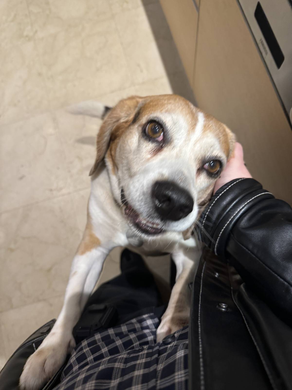 Maria - Almada - Hospedaje de perros