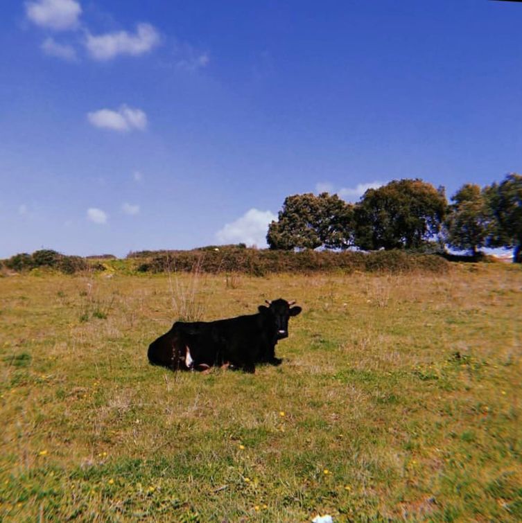 Maria Leonor Lopes - Sintra - Pet Care and Grooming