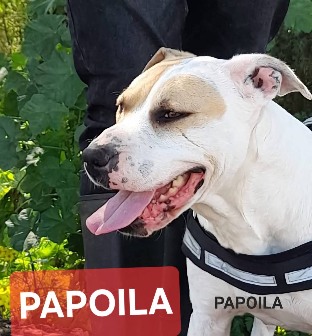Gonçalo Amorim - Vila Nova da Barquinha - Hundetraining - Privatunterricht