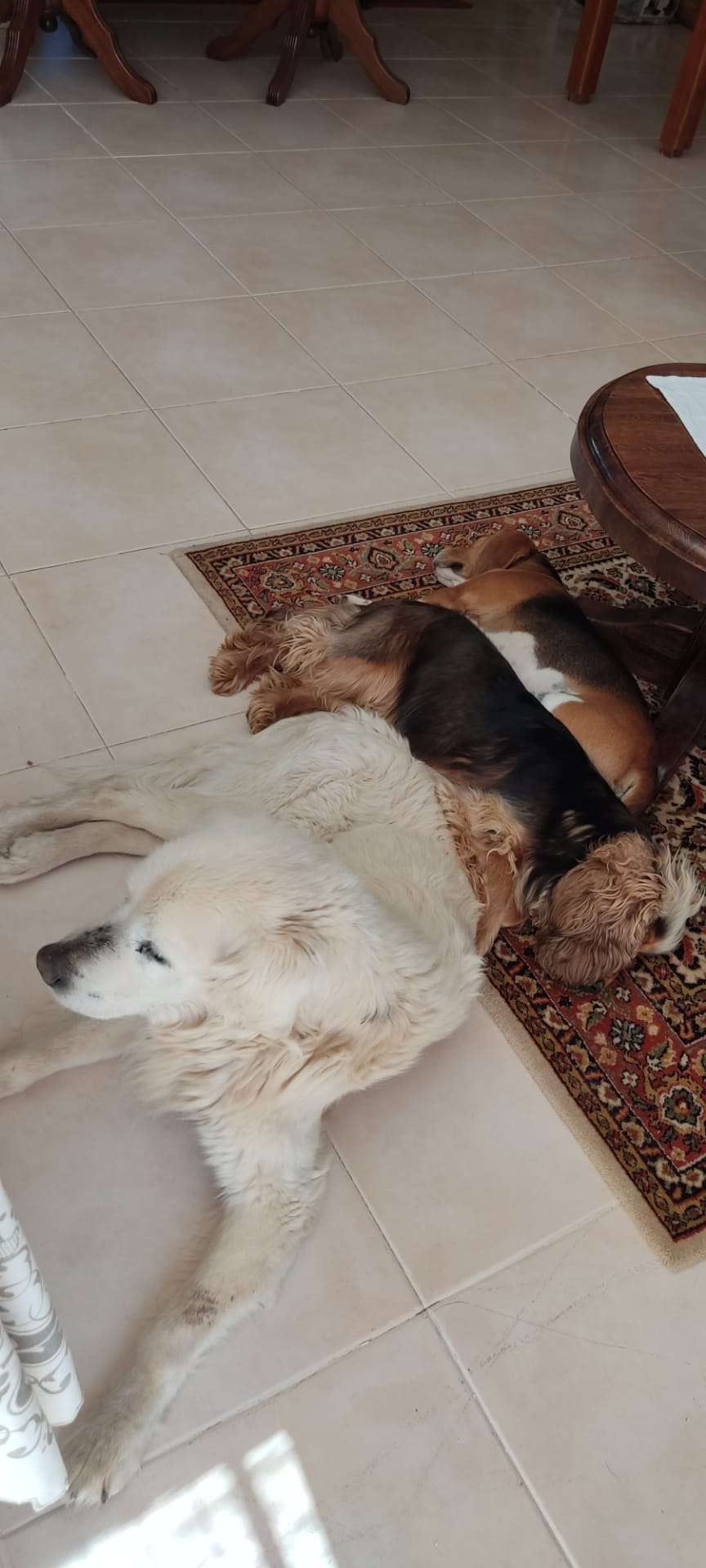 Ana Paula - Torres Novas - Dog Hotel