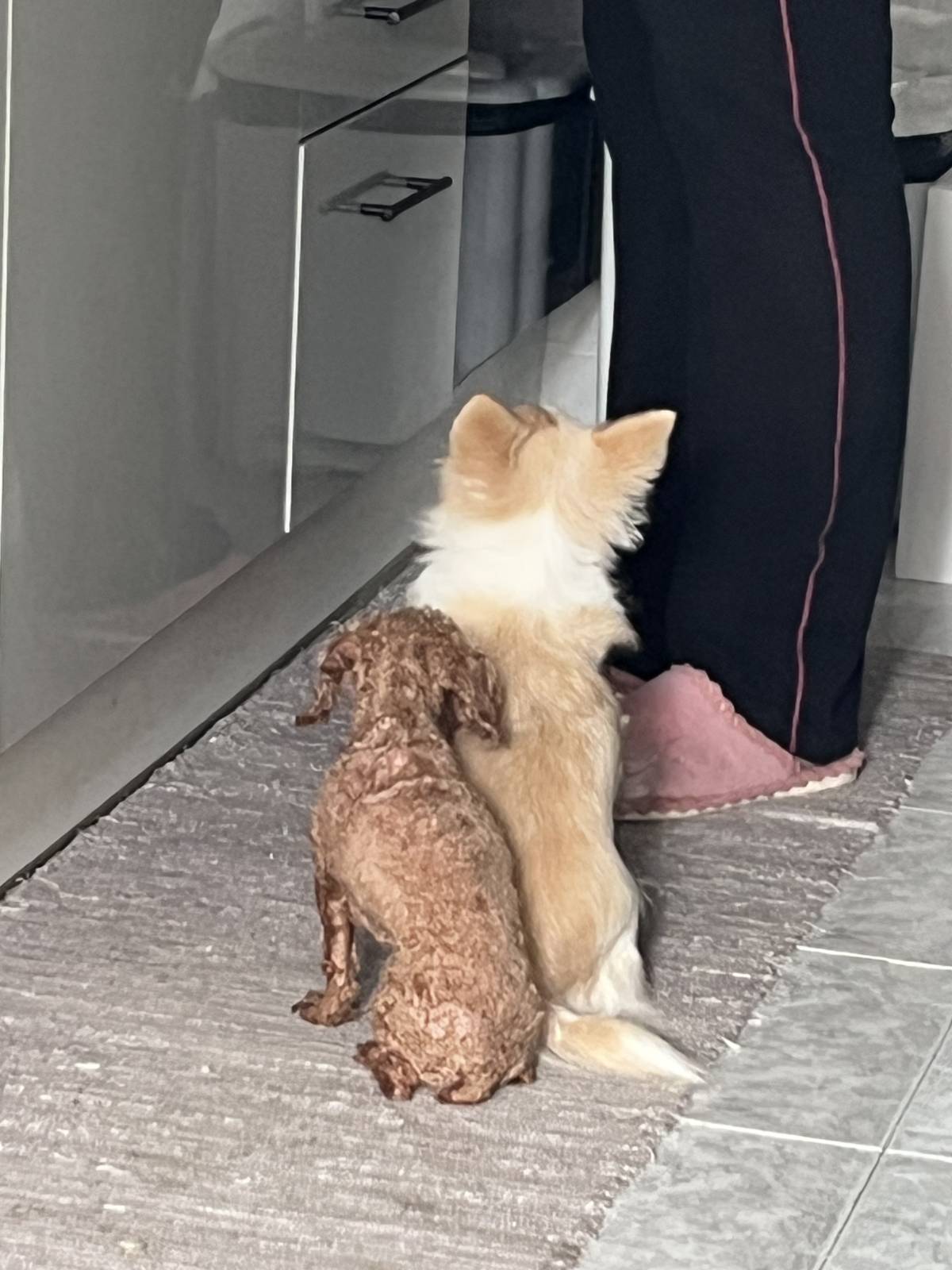 Pet Sitting Lisboa/Cascais - Lisboa - Cuidar tus gatos