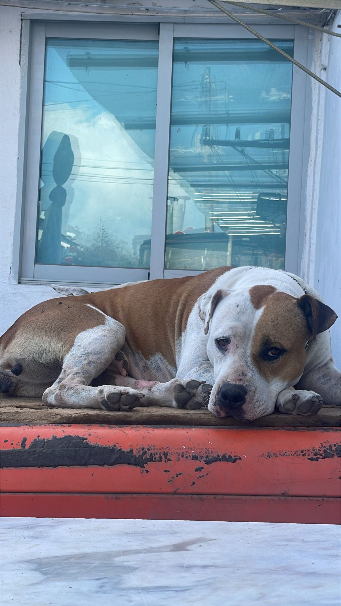 Pet Sitting Lisboa/Cascais - Lisboa - Cuidar tus perros