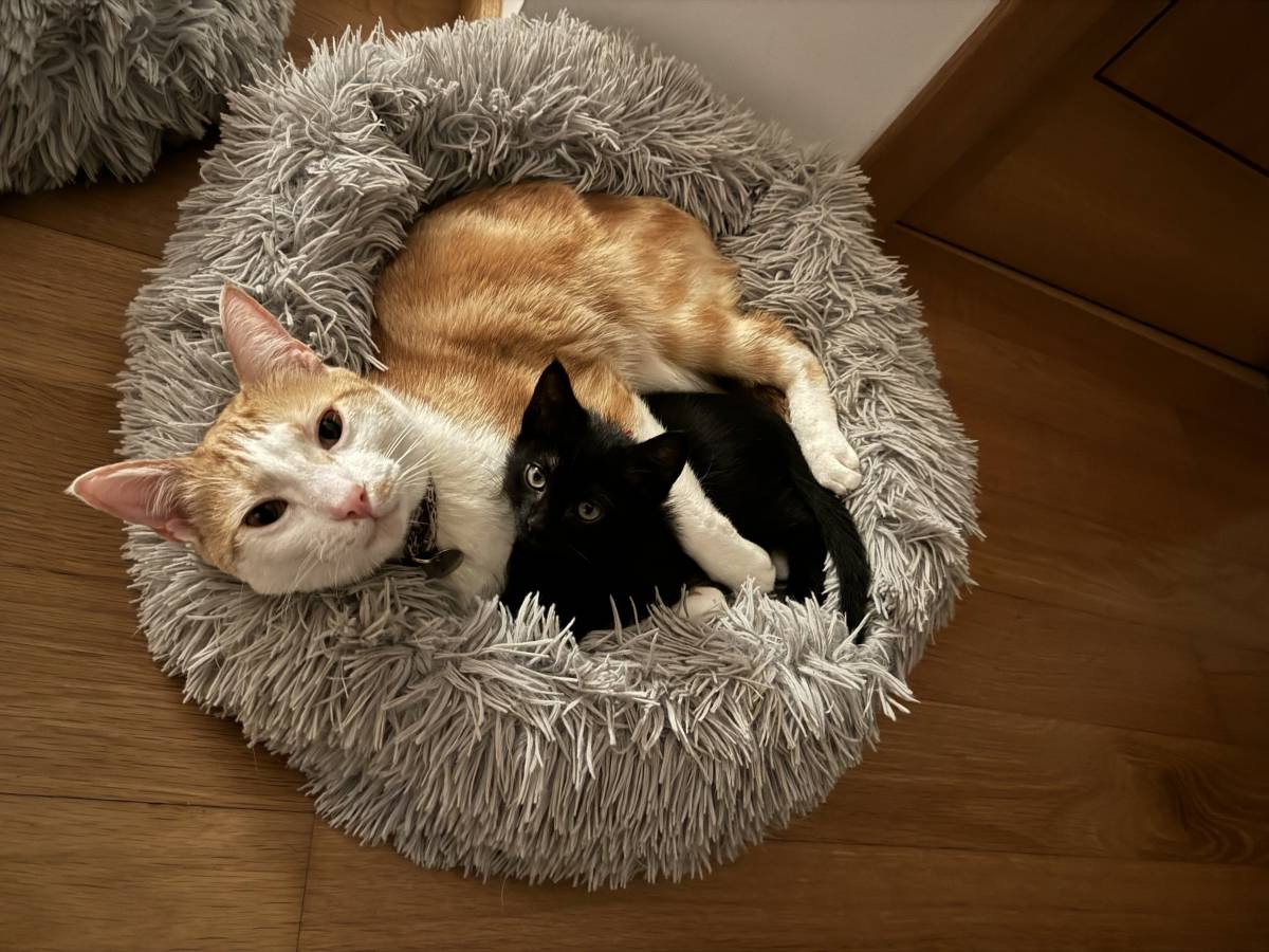 Maria - Almada - Cuidar tus gatos