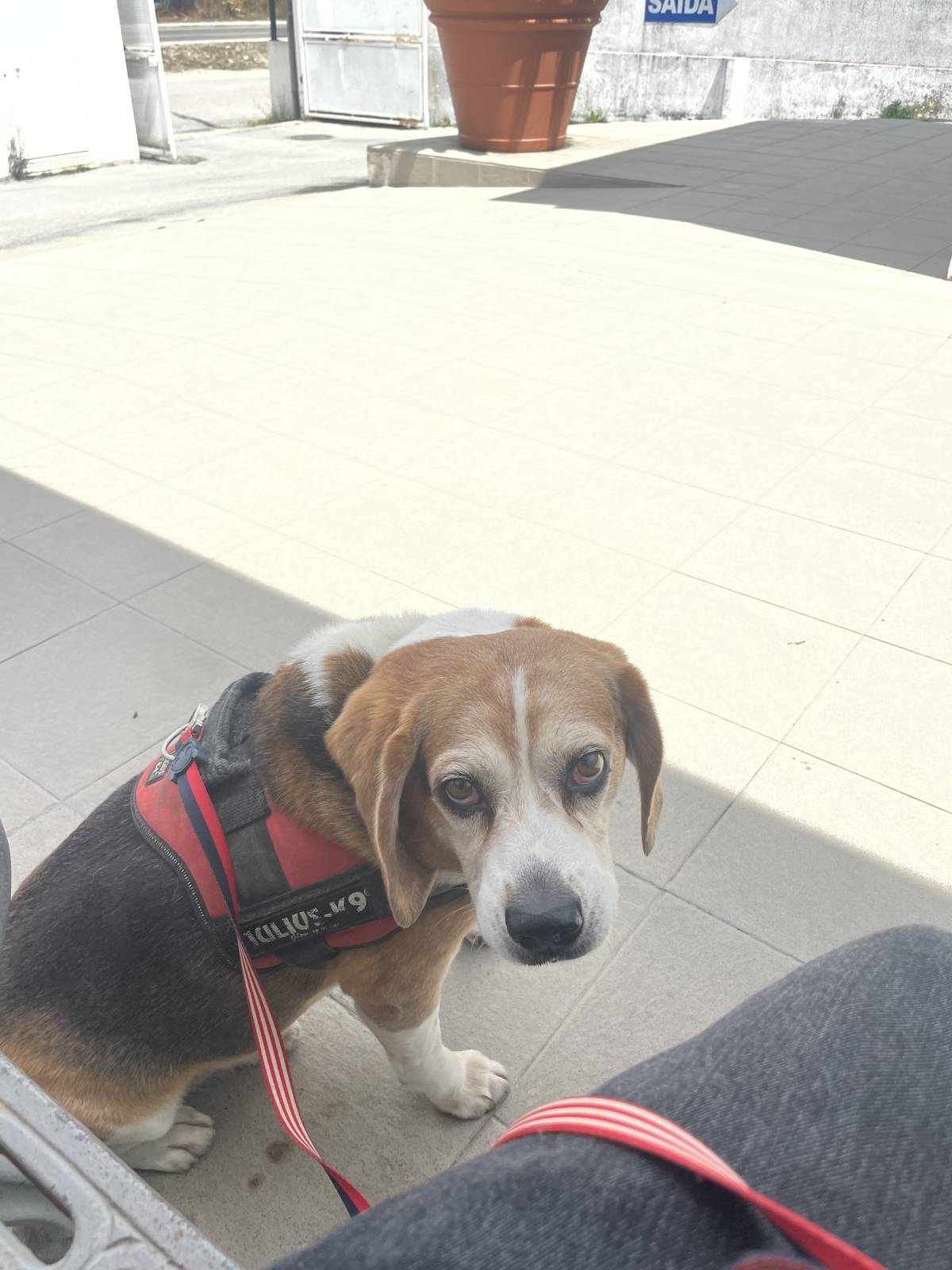 Maria - Almada - Guardería para perros