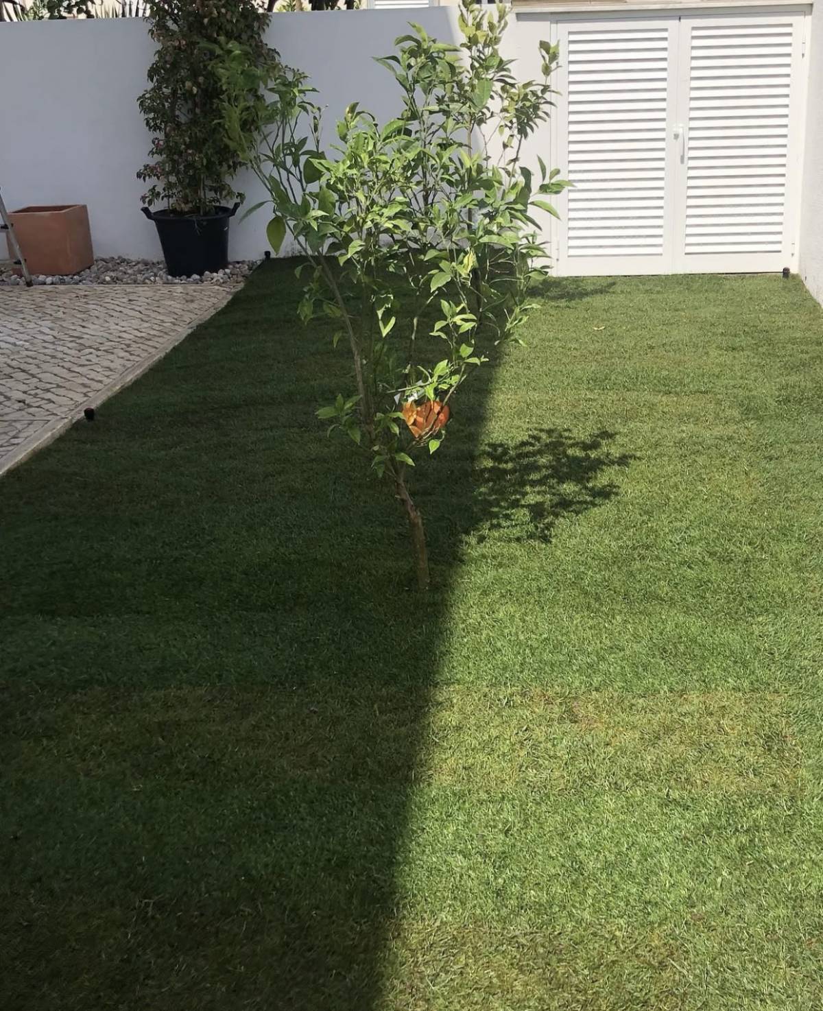 BGarden - Jardins e Espaços Verdes - Setúbal - Poda e Manutenção de Árvores