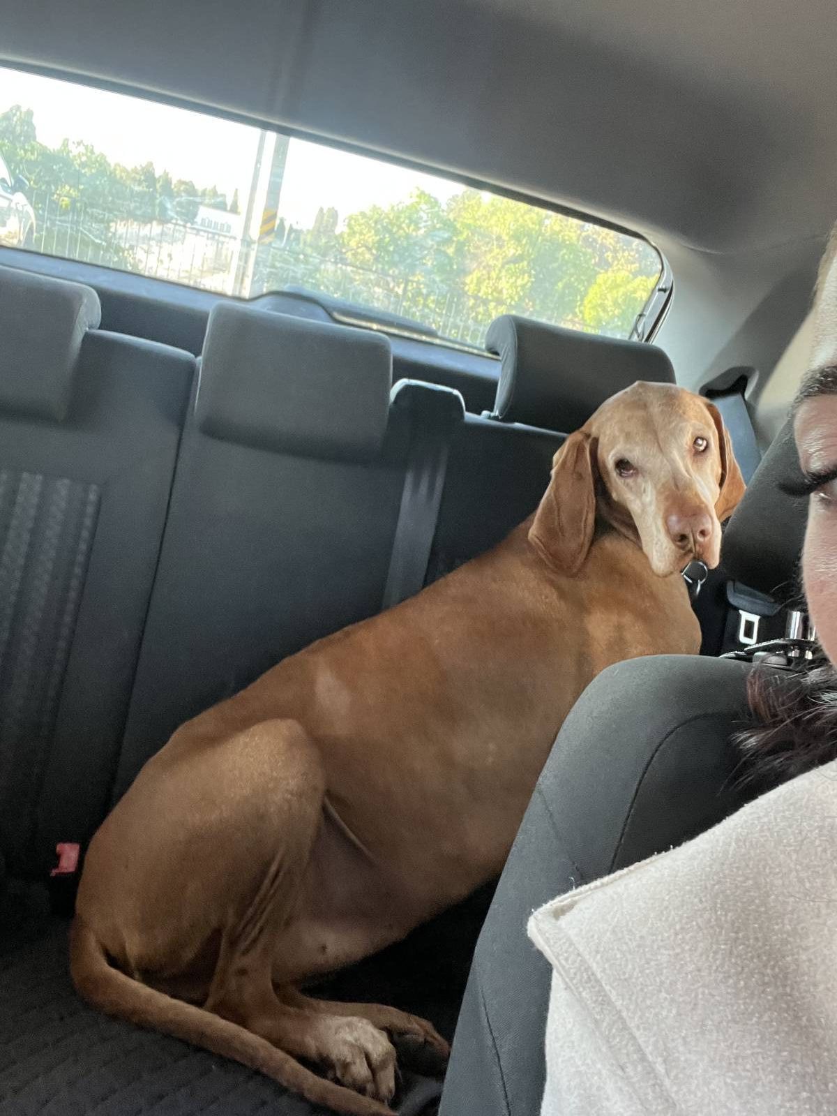 Pet Sitting Lisboa/Cascais - Lisboa - Cuidado de mascotas