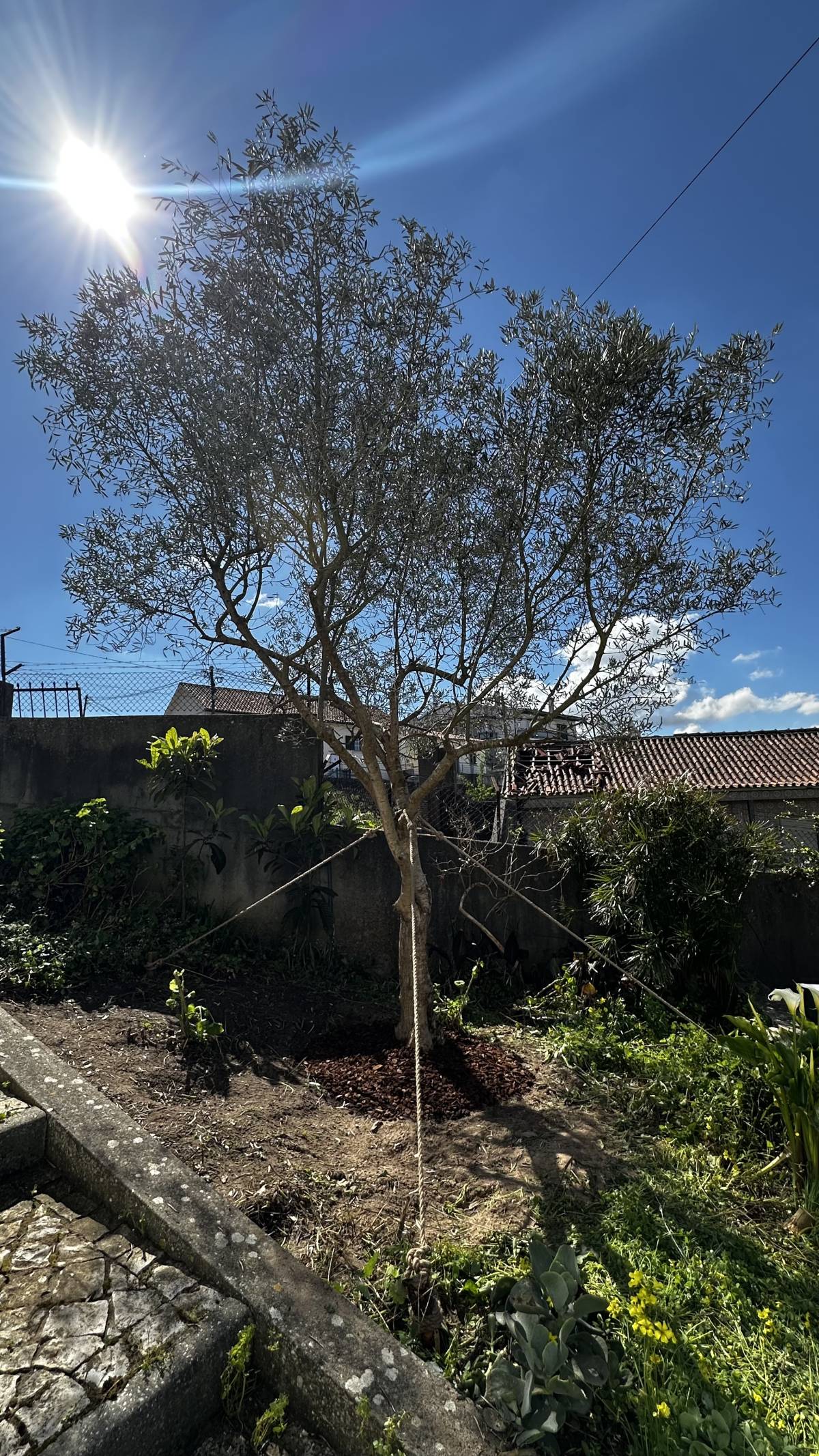 HUGO & RAMOS ARBORISTA - Leiria - Jardinagem