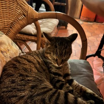 Pet Sitting Lisboa/Cascais - Lisboa - Paseador de perros