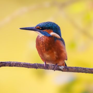 Pedro Lopes - Loures - Kommerzielle Fotografie