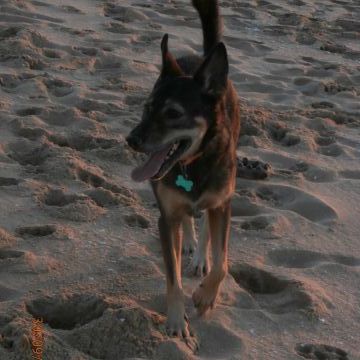 Joana Leão - Lagos - Promenade de chiens